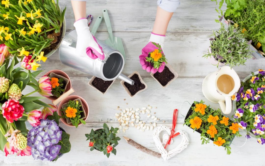 Guide to Low-Maintenance Indoor Gardening