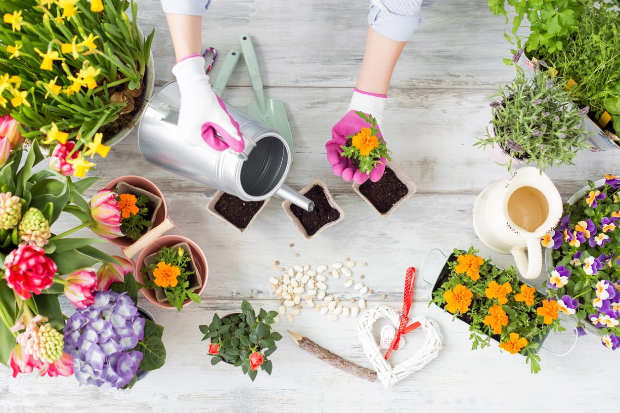 Guide to Low Maintenance Indoor Gardening